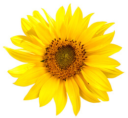 Close-up of sunflower with transparent background.