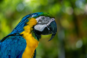 Blue and golden Macaw side view in the desert zoo