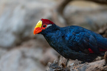 Violet turaco in a desert zoo, yellow and red feather bird, exotic bird lateral view