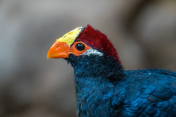 Violet turaco in a desert zoo, yellow and red feather bird, exotic bird lateral view