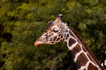 Giraffe in a desert zoo, lateral view of the head