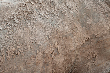 Rhino's skin texture, close up, mud texture over a white rhino