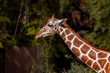 Giraffe in a desert zoo, lateral view of the head