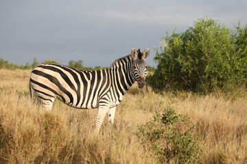 Steppenzebra / Burchell's zebra / Equus quagga burchellii