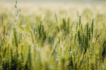 Heads Of Wheat