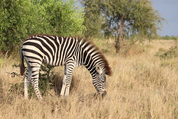 Steppenzebra / Burchell's zebra / Equus quagga burchellii.