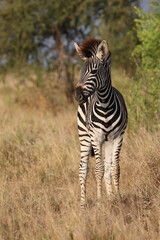 Steppenzebra / Burchell's zebra / Equus quagga burchellii.