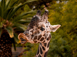 Giraffe in a desert zoo, front view, headshot showing its teeth