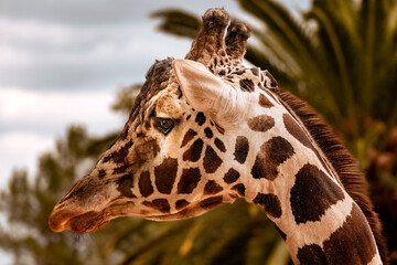 Giraffe in a desert zoo, lateral view of the head