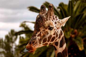 Giraffe in a desert zoo, front view of the head