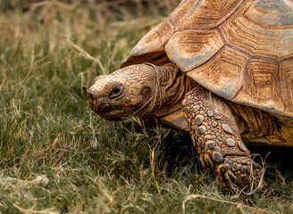 Obraz premium Desert turtle at the zoo, headshot, close up, lateral view