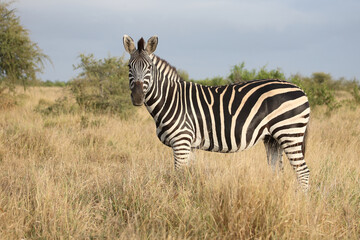 Naklejka premium Steppenzebra / Burchell's zebra / Equus quagga burchellii