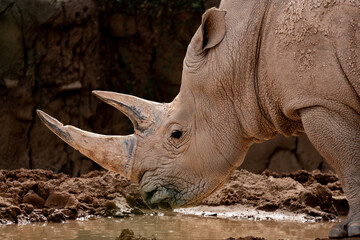 Obraz premium Rhino general shot at the zoo, real photo, lateral view, headshot 