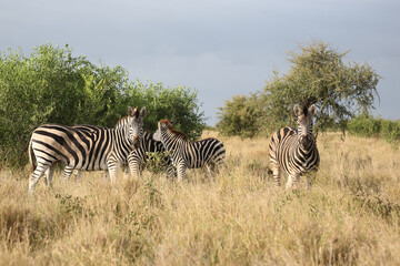 Obraz premium Steppenzebra / Burchell's zebra / Equus quagga burchellii.