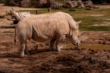 Obraz premium Rhino general shot at the zoo, real photo, lateral view, full body 