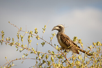 Grautoko / African grey hornbill / Lophoceros nasutus