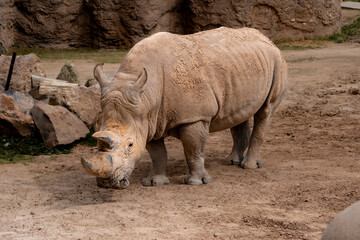 Rhino general shot at the zoo, real photo, lateral view, full body
