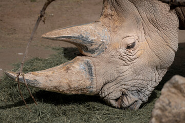 Rhino general shot at the zoo, close up, eating
