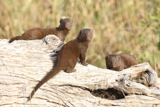 S&uuml;dliche Zwergmanguste / Dwarf mongoose / Helogale parvula