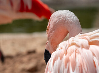 Flamingo taking sun at the garden desert, resting, pink feathers