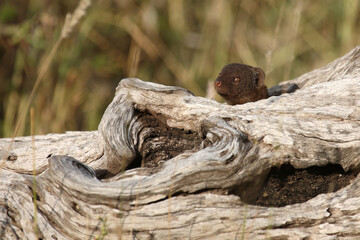 Südliche Zwergmanguste / Dwarf mongoose / Helogale parvula