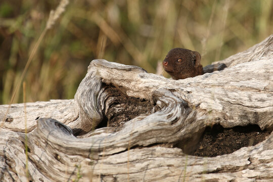 S&uuml;dliche Zwergmanguste / Dwarf mongoose / Helogale parvula