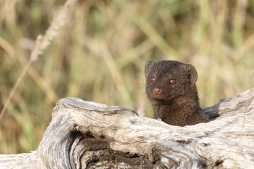 S&uuml;dliche Zwergmanguste / Dwarf mongoose / Helogale parvula