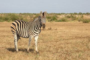 Naklejka premium Steppenzebra / Burchell's zebra / Equus quagga burchellii