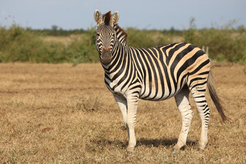 Steppenzebra / Burchell's zebra / Equus quagga burchellii