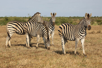 Fototapeta na wymiar Steppenzebra / Burchell's zebra / Equus quagga burchellii