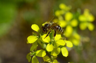 Biene auf einer Rapsblüte