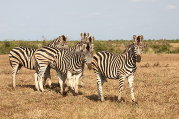 Steppenzebra / Burchell's zebra / Equus quagga burchellii