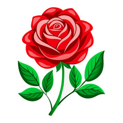 Beautiful red rose illustration 