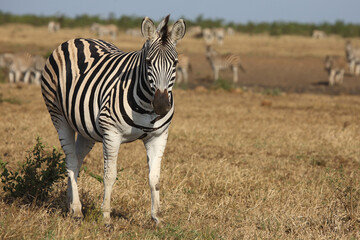 Naklejka premium Steppenzebra / Burchell's zebra / Equus quagga burchellii