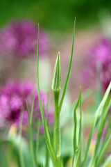 Tongue flower of oat root
