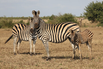 Steppenzebra / Burchell's zebra / Equus quagga burchellii.