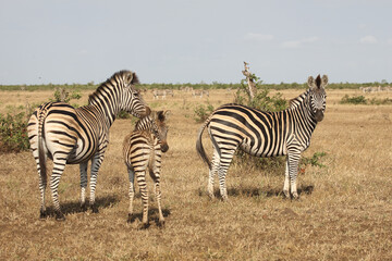 Steppenzebra / Burchell's zebra / Equus quagga burchellii.