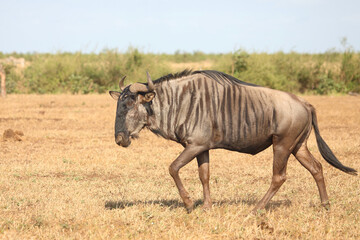Naklejka premium Streifengnu / Blue wildebeest / Connochaetes taurinus
