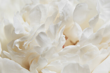 Close-up White Peony Blossoms. A soft focus on white peony petals, delicate textures of buds...