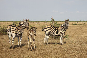 Steppenzebra / Burchell's zebra / Equus quagga burchellii.