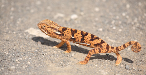 Lappenchamäleon / Flap-necked chameleon / Chamaeleo dilepis.