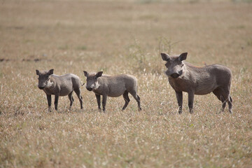 Fototapeta premium Warzenschwein / Warthog / Phacochoerus africanus..