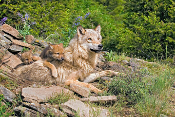 Wolf Cub And Mother At Den Site