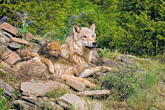 Wolf Cub And Mother At Den Site