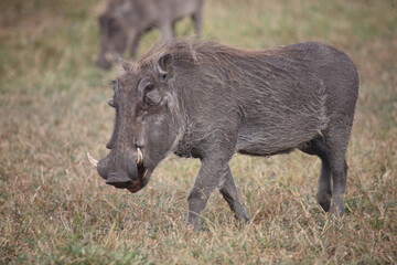 Warzenschwein / Warthog / Phacochoerus africanus
