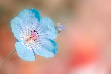 Close up view of Geranium Rozanne flower with shallow depth of field.
