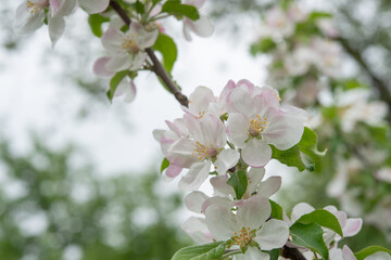 apple blossoms on a defocused mottled gray sky
