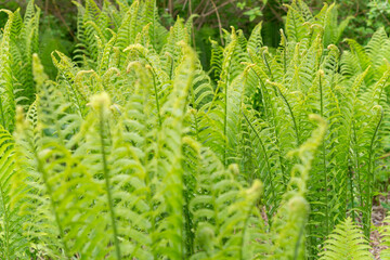 shallow depth of field focus on common garden ferns in spring on an overcast day