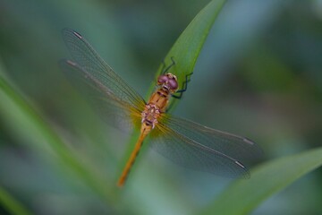 Dragonfly