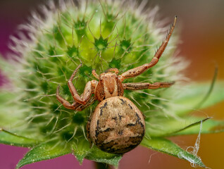 Braune Krabbenspinne (Xysticus cristatus) weiblich
